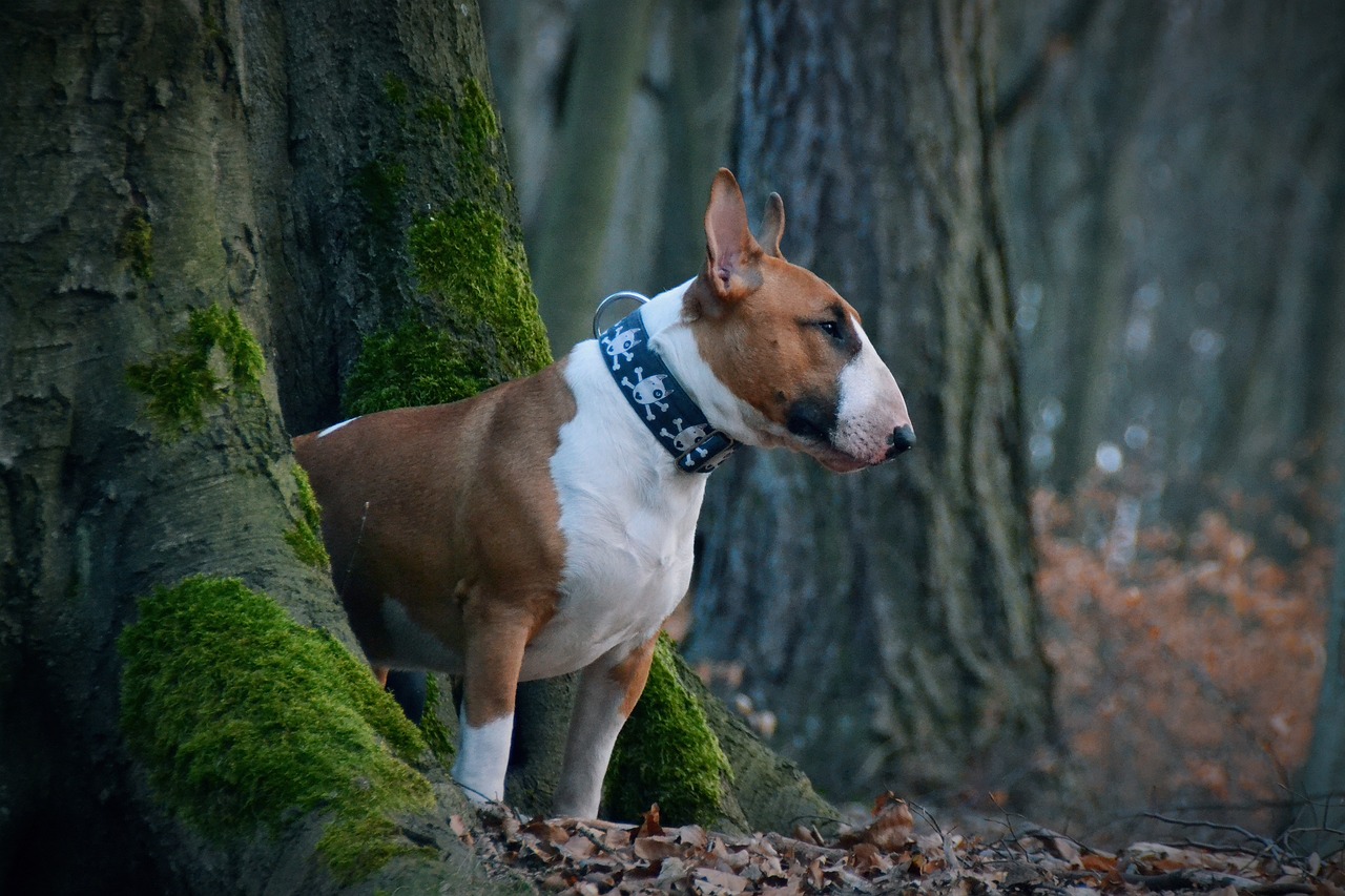 The Characteristics of the Manchester Terrier